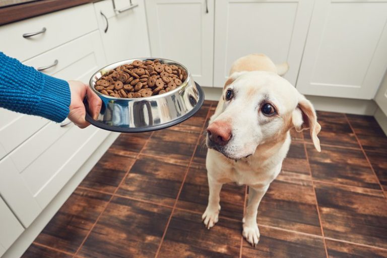 How to choose the right food for your pet