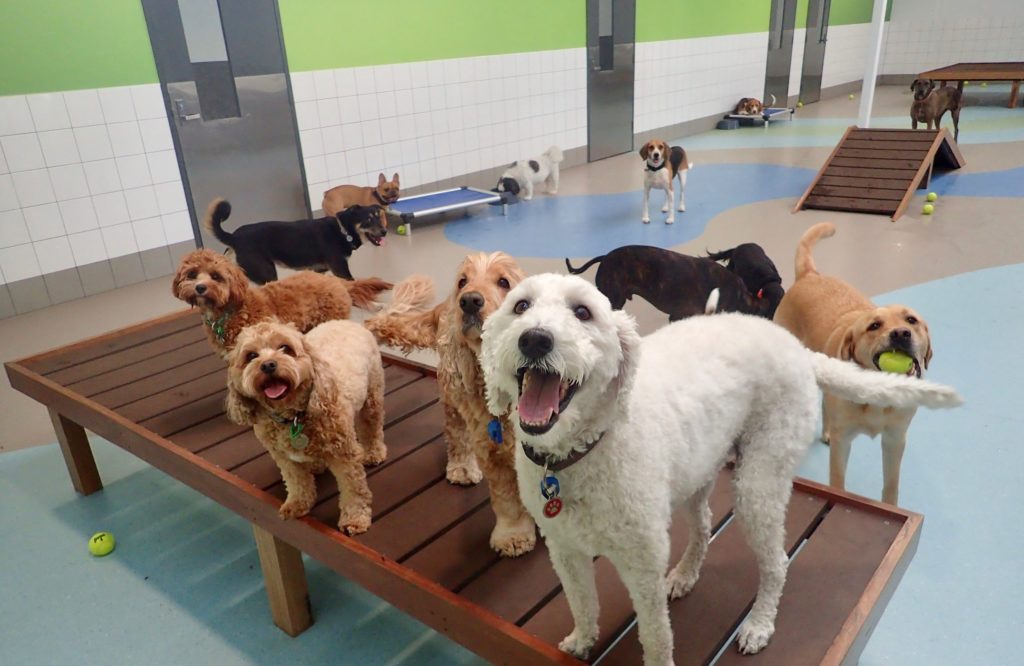 Benefits of Choosing the Right Dog Boarding Services