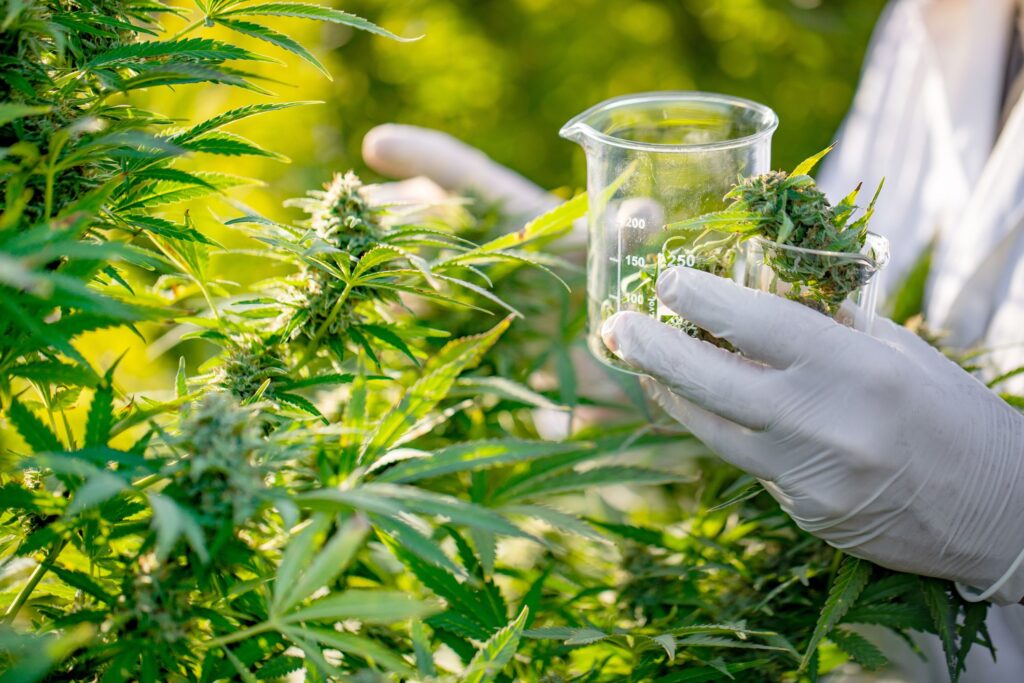 Benefits of Buying Weed Online
