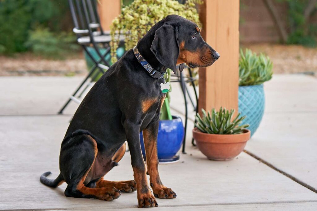 Exploring the Black and Tan Coonhound-German Shepherd Mix